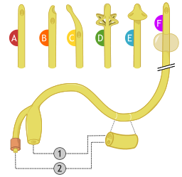 Various urinary catheters
